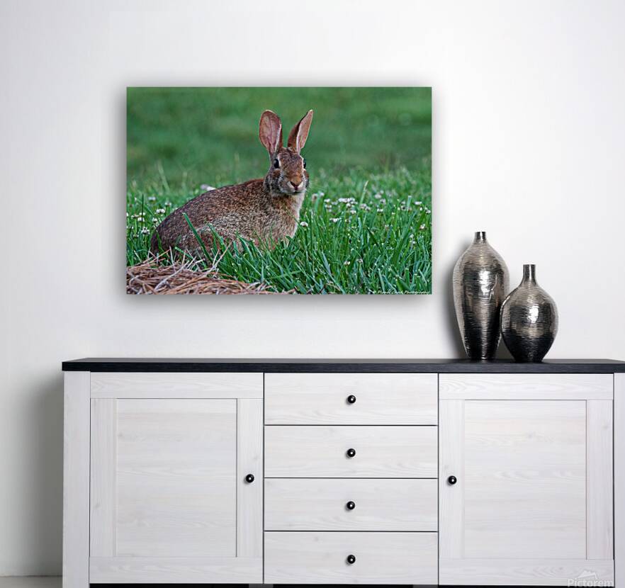 Backyard Bunny - Spring Days Reproduction