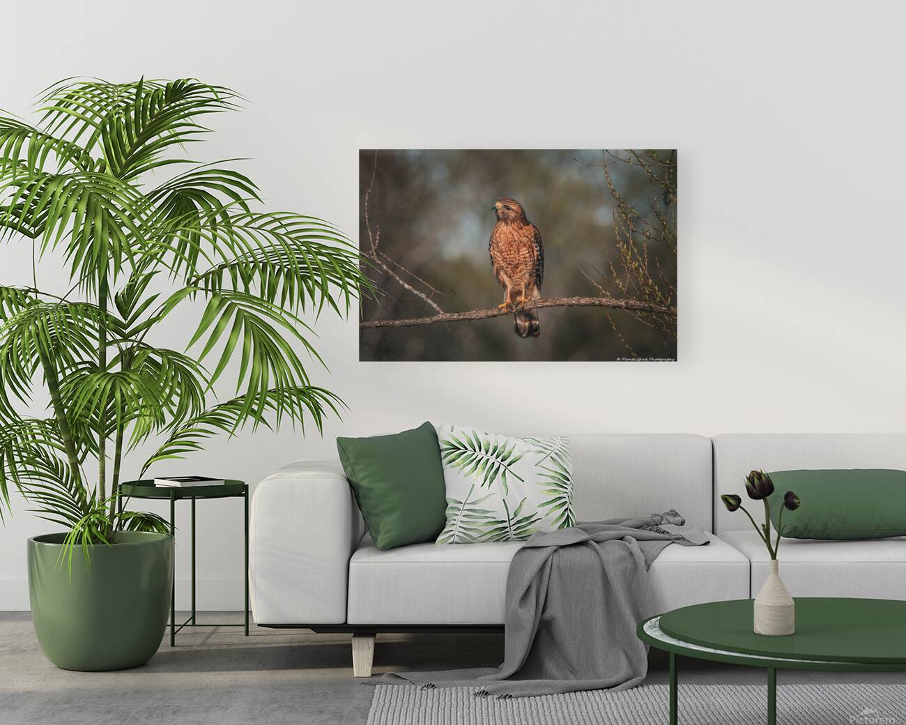 Curious Red Shouldered Hawk Reproduction