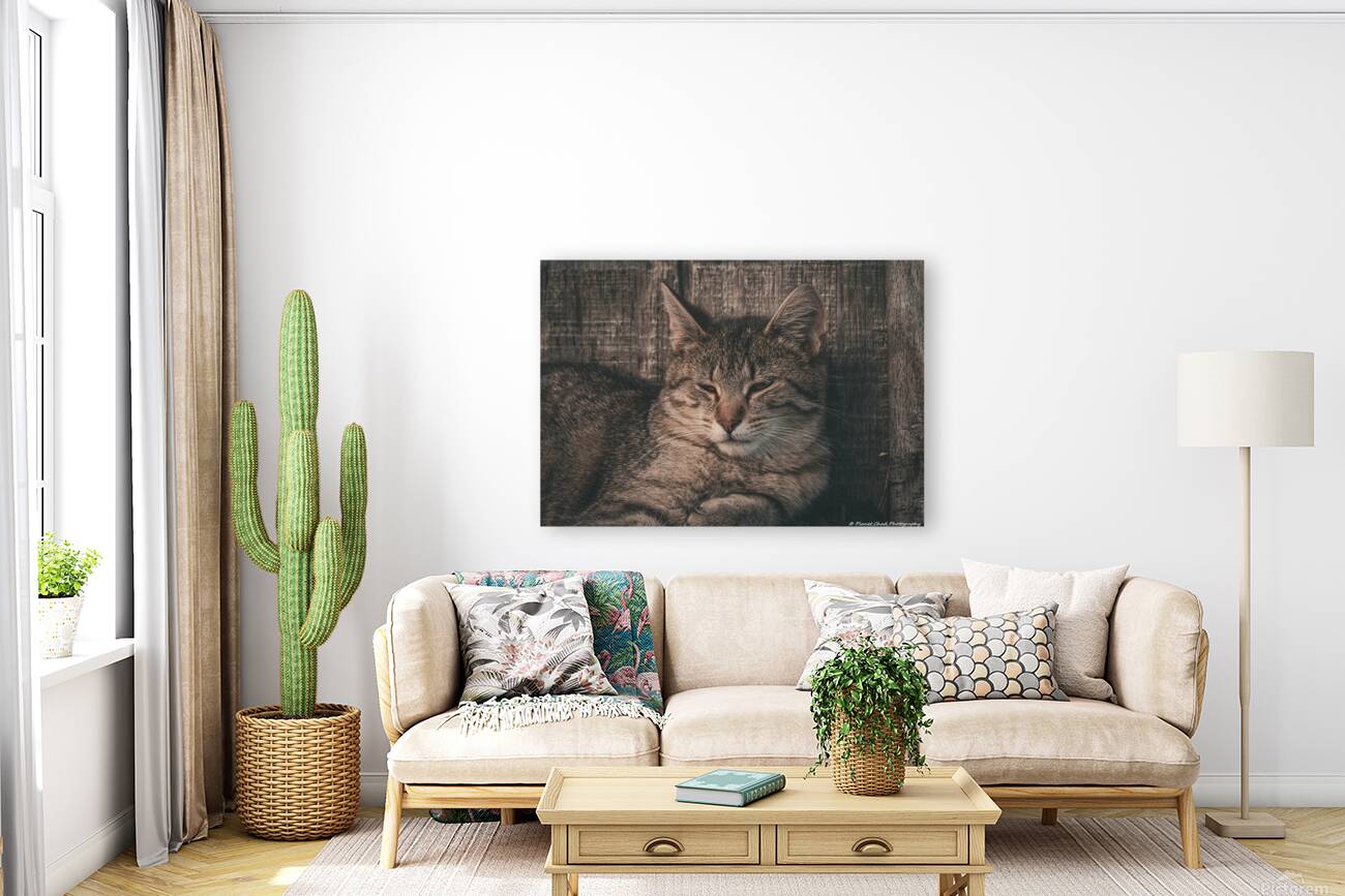 Sleepy Cat Reproduction