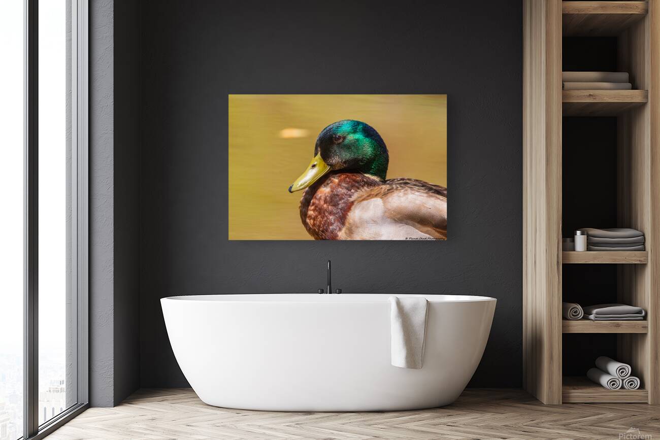 Mallard Portrait Reproduction
