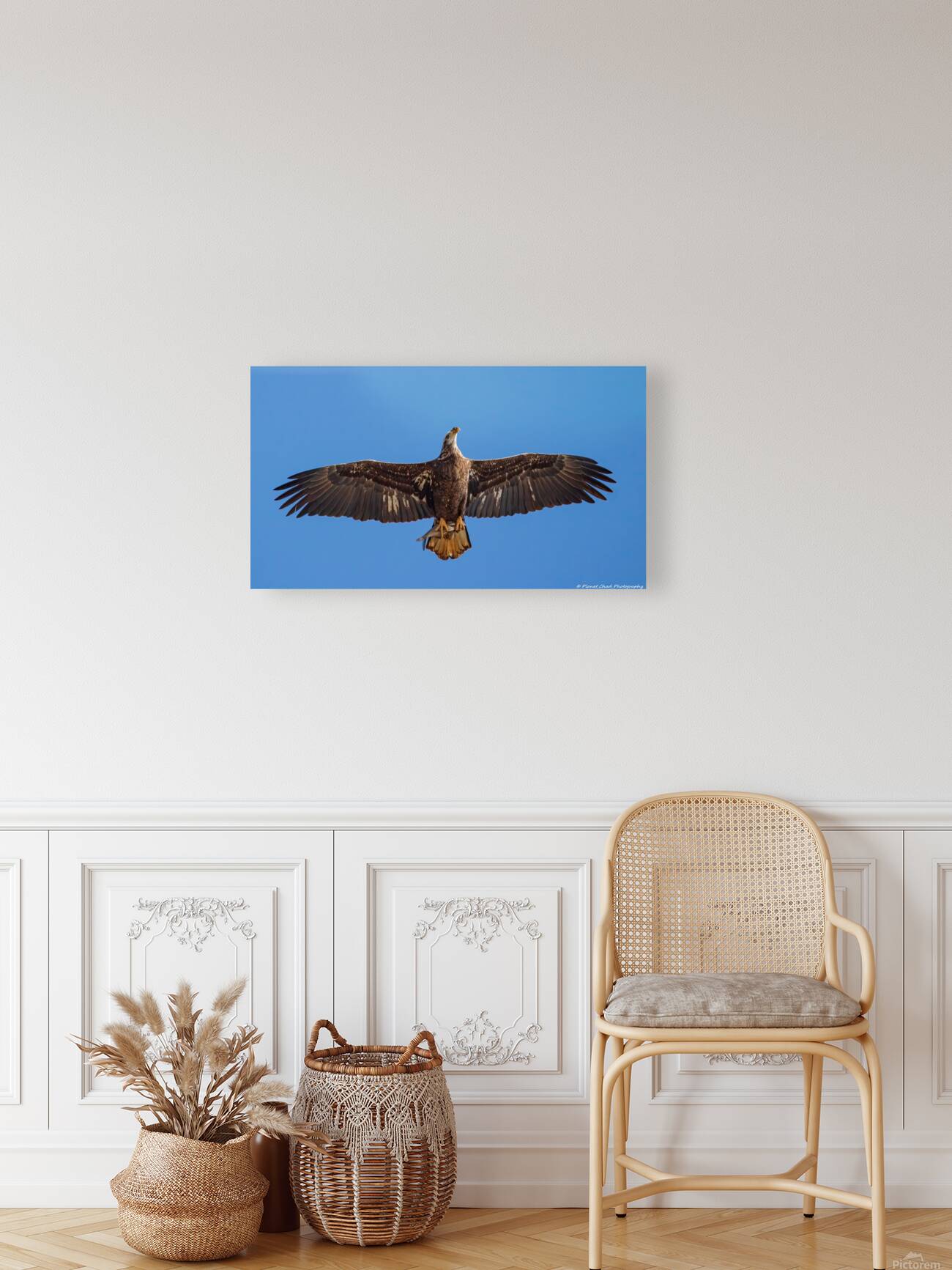 Juvenile Bald Eagle - Fresh Catch Reproduction