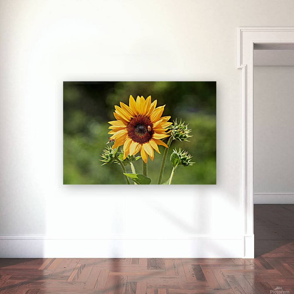Sunflower - Buzz and Bloom Reproduction