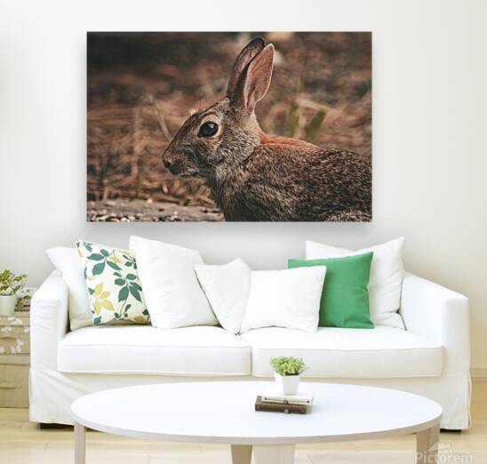 Eastern Cottontail - Backyard Close-Up Reproduction