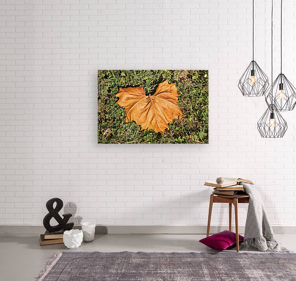 Sycamore Leaf on Grass Reproduction