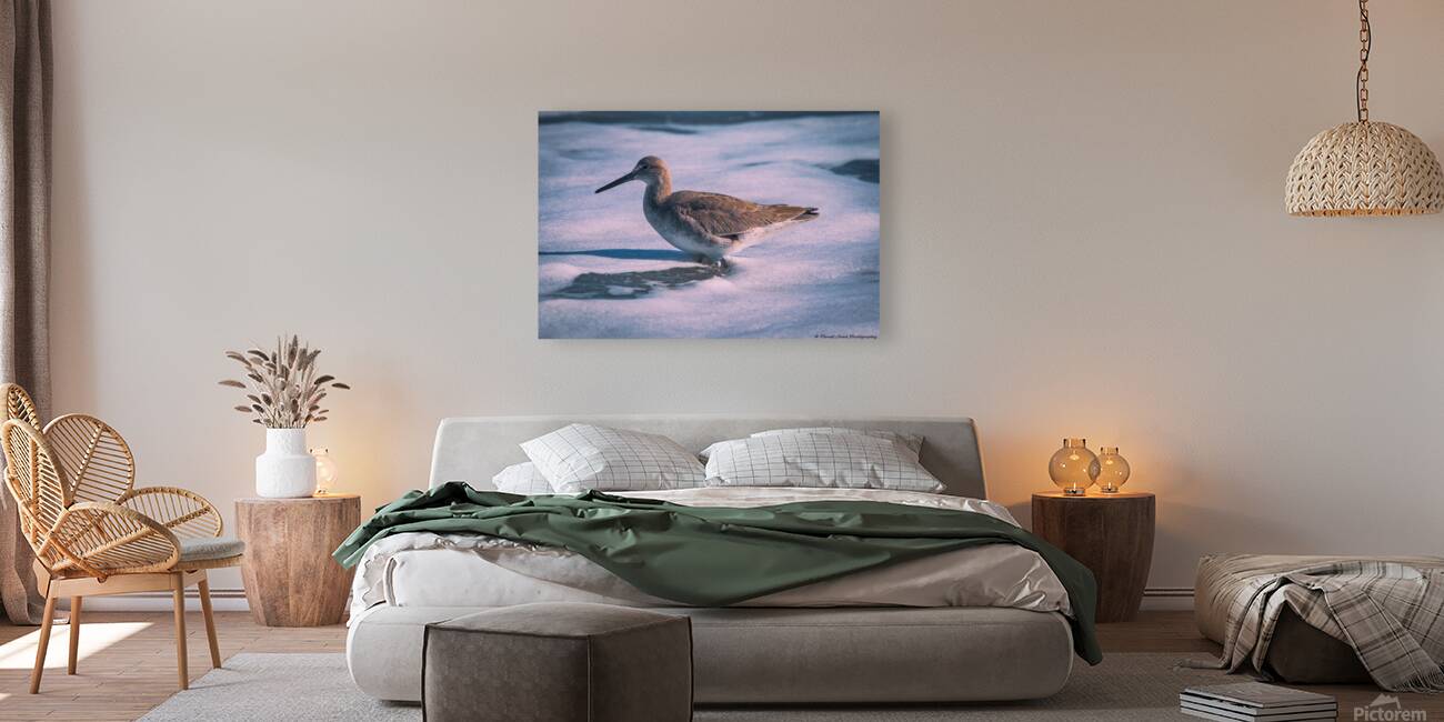 Willet - Gentle Waves Reproduction