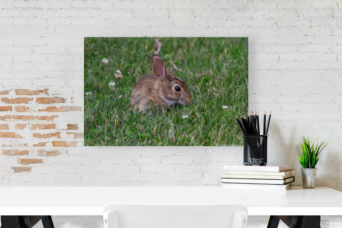 Backyard Bunny - Springtime Reproduction