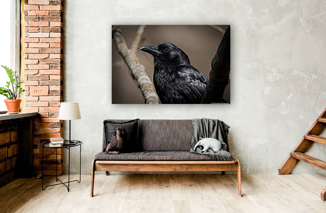  American Crow - Portrait Reproduction