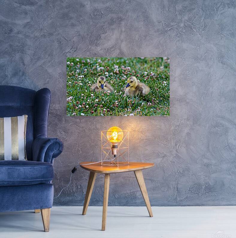 Canada Goose - Gosling Portrait Reproduction
