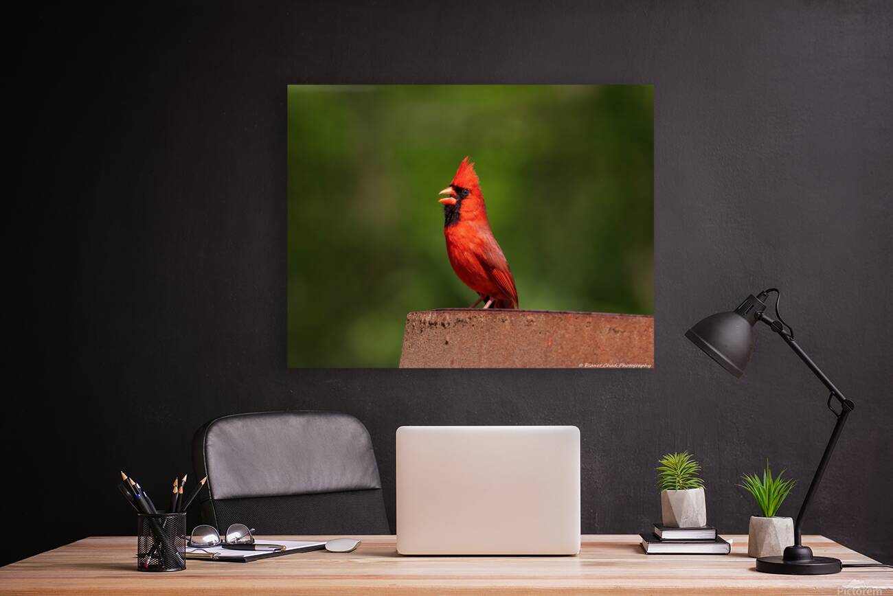 Singing Cardinal Reproduction