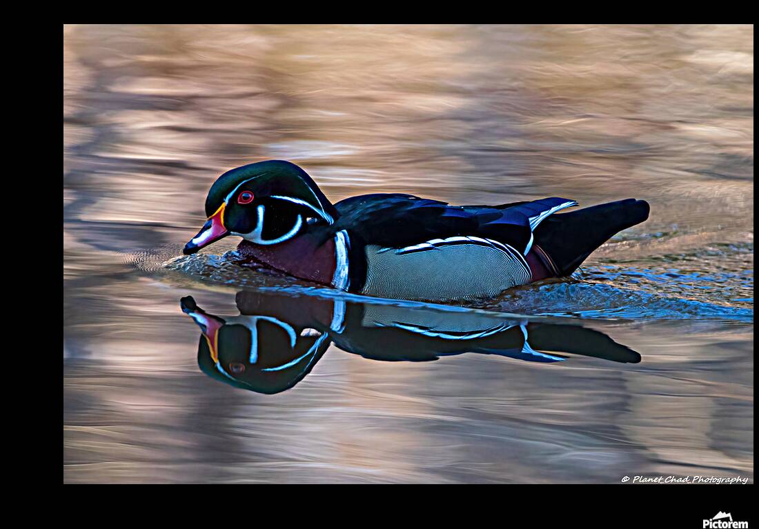 Reflections of a Wood Duck Reproduction