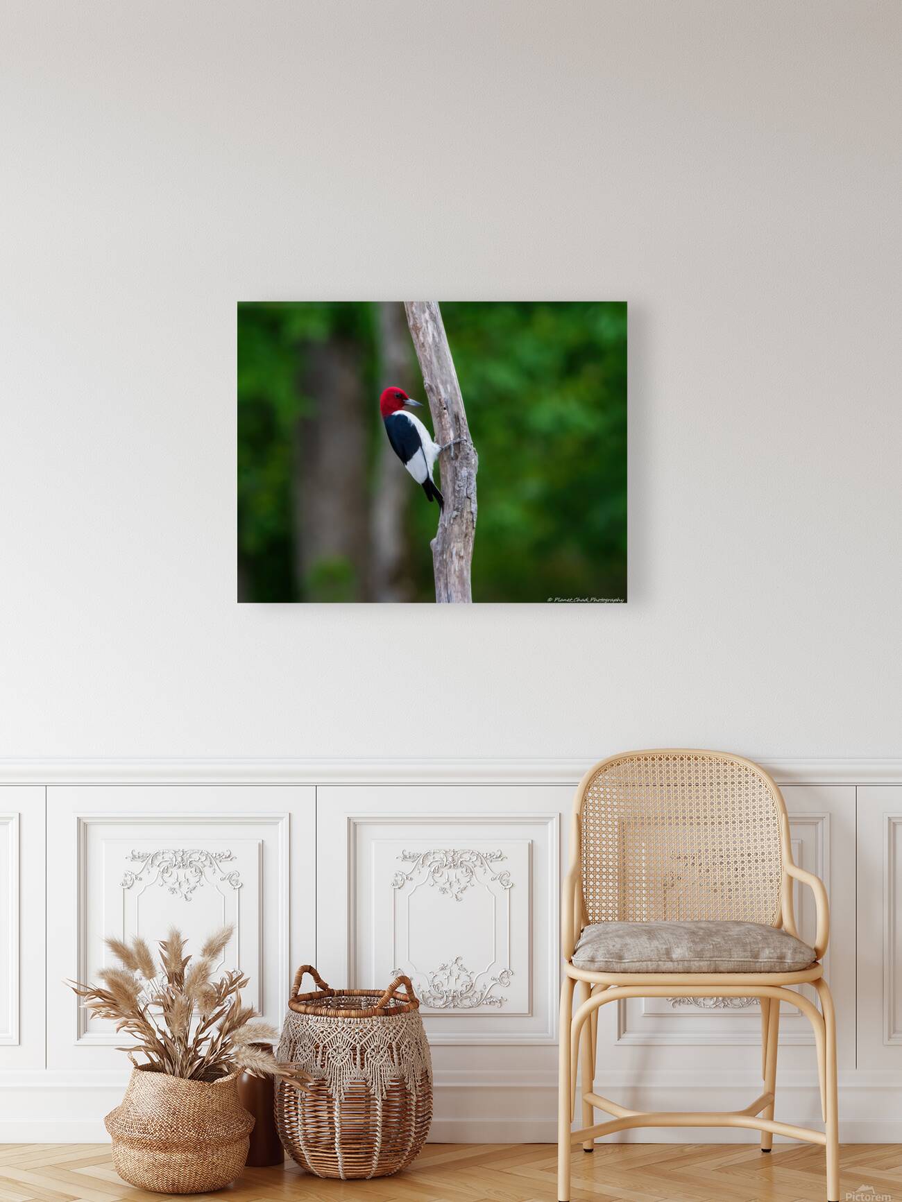 Red Headed Woodpecker Reproduction