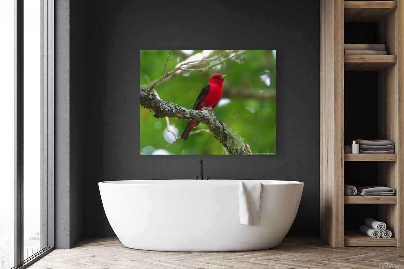 Scarlet Tanager Reproduction