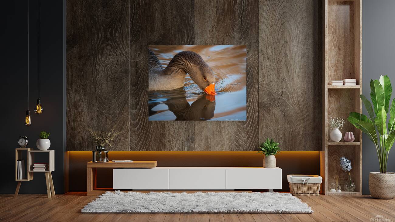 Graylag Goose - Reflection Reproduction