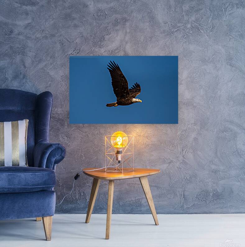 Bald Eagle - In Flight Reproduction