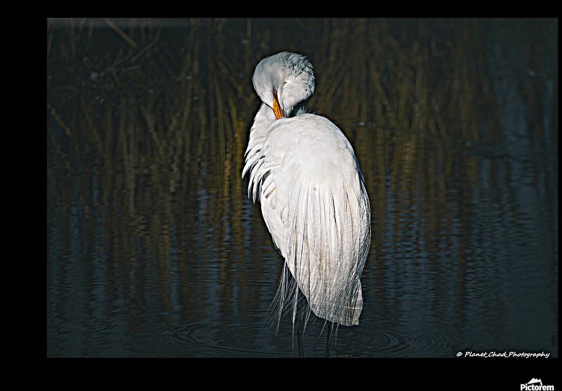  Great Egret - Preening Reproduction