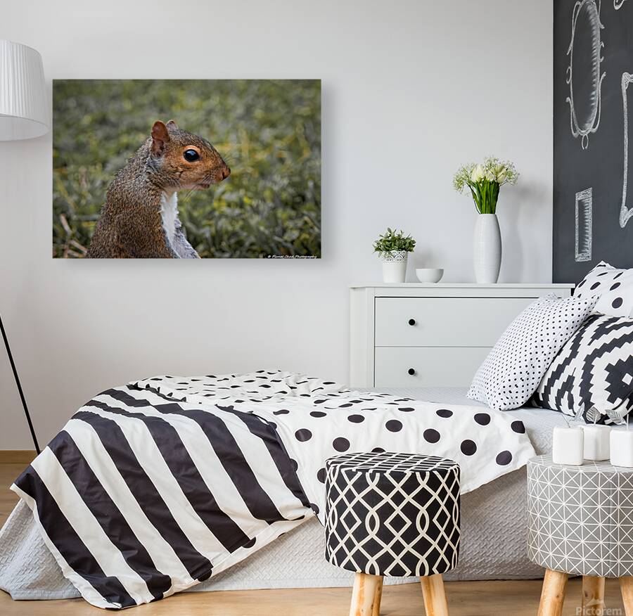 Eastern Gray Squirrel - Portrait Reproduction