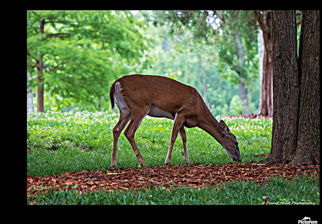 Morning Grazing Reproduction
