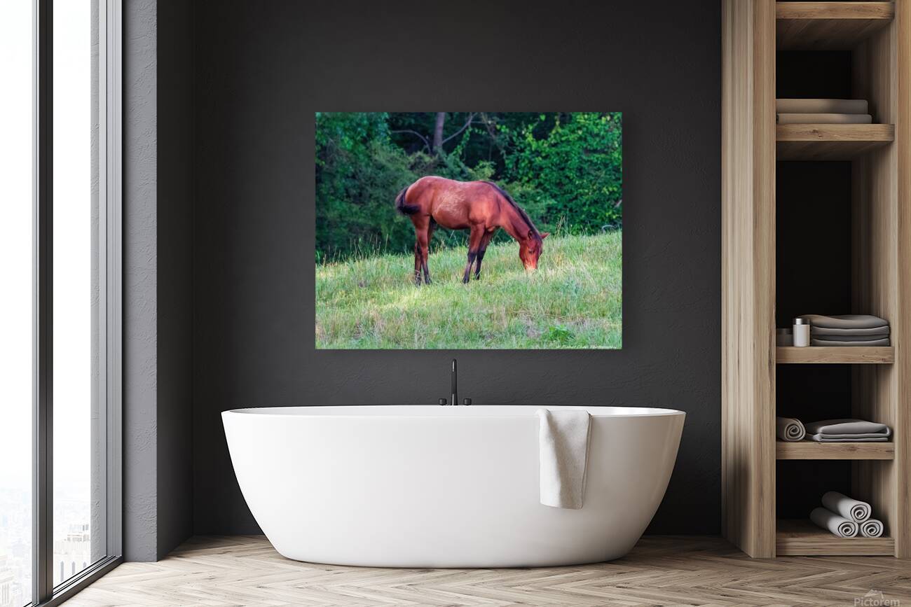 Grazing Horse Reproduction