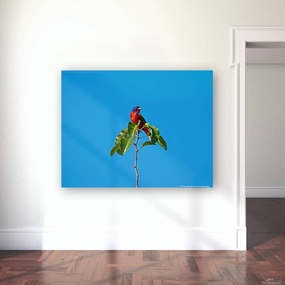 Painted Bunting - Simplicity Reproduction