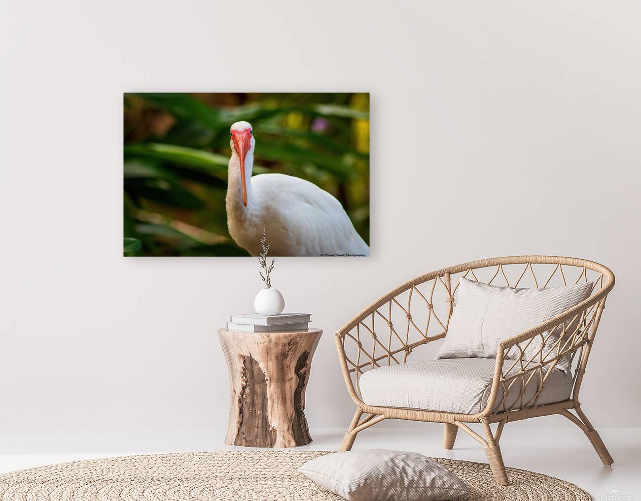 The Happy Ibis Reproduction