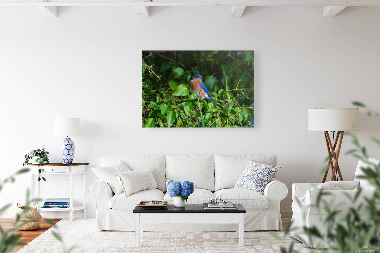 Bluebird in the Berry Tree Reproduction