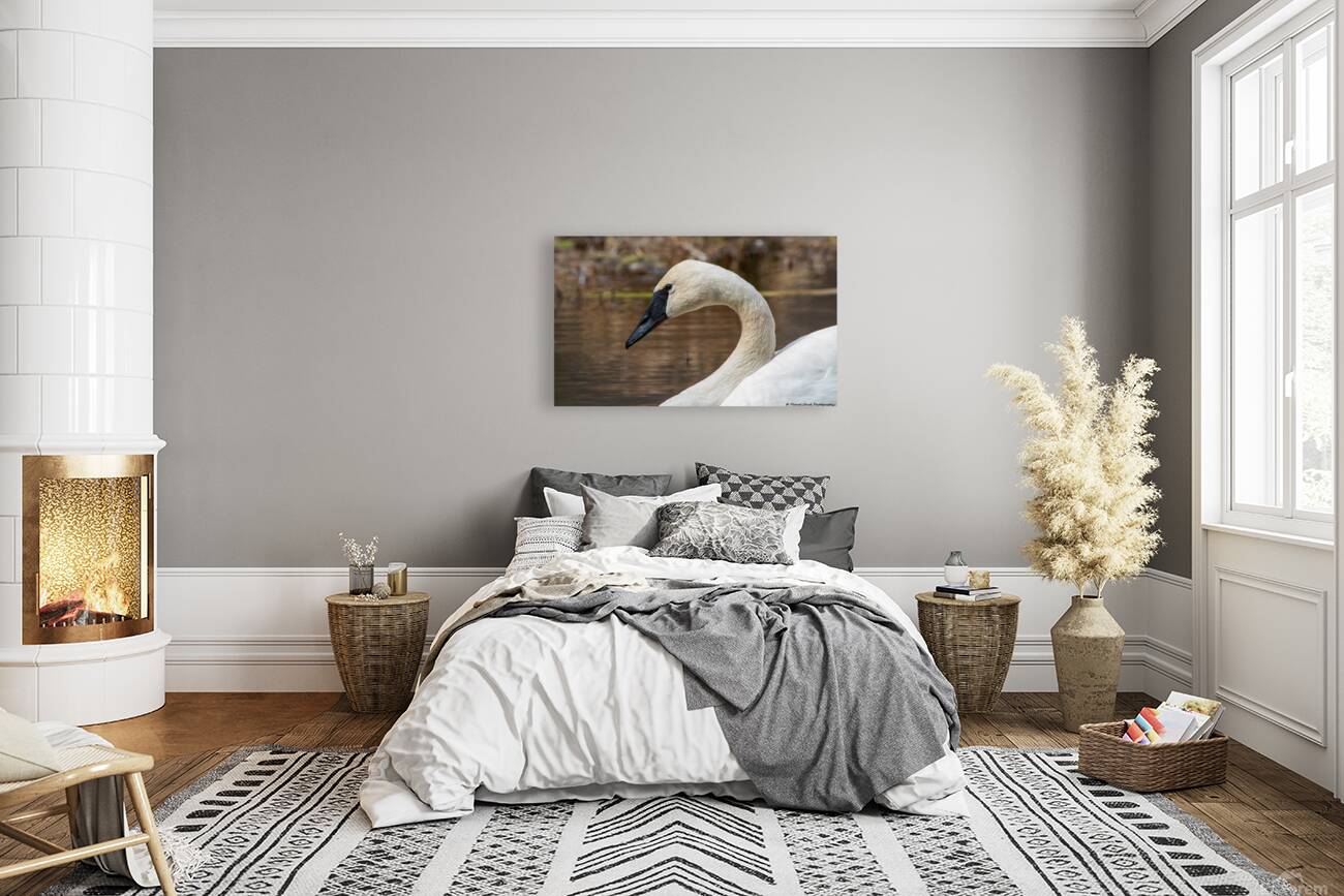 Trumpeter Swan Portrait Reproduction