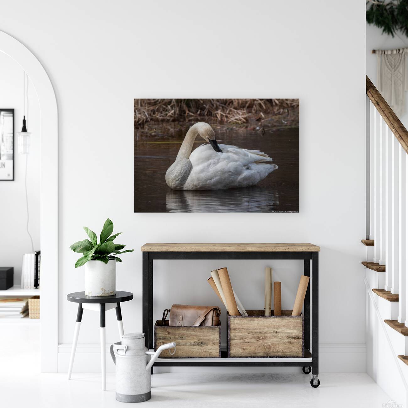 Preening Trumpeter Swan Reproduction