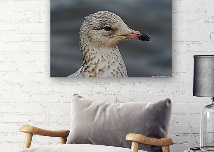 Young Gull Portrait by Chad Meyer