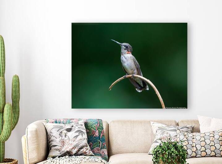 Juvenile Ruby-Throated Hummingbird by Chad Meyer
