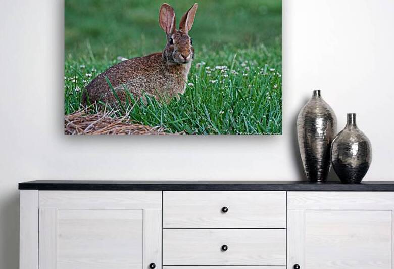 Backyard Bunny - Spring Days by Chad Meyer