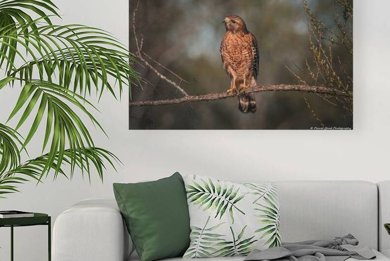 Curious Red Shouldered Hawk by Chad Meyer