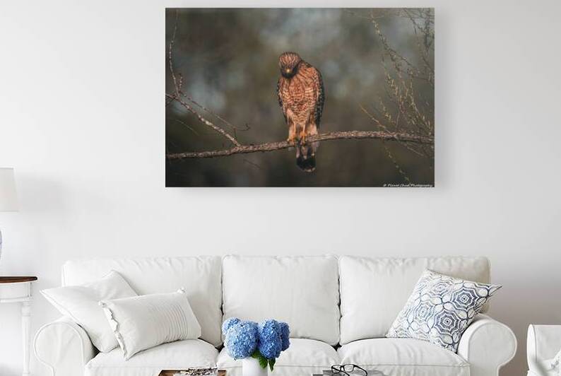 Hunting Red Shouldered Hawk by Chad Meyer