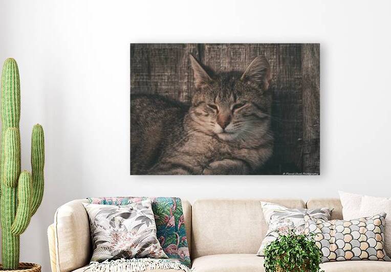 Sleepy Cat by Chad Meyer