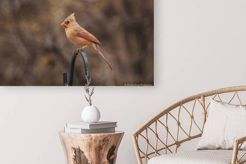 Beautiful Female Cardinal by Chad Meyer