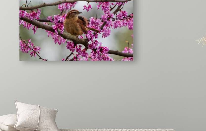 Carolina Wren in the Redbud by Chad Meyer