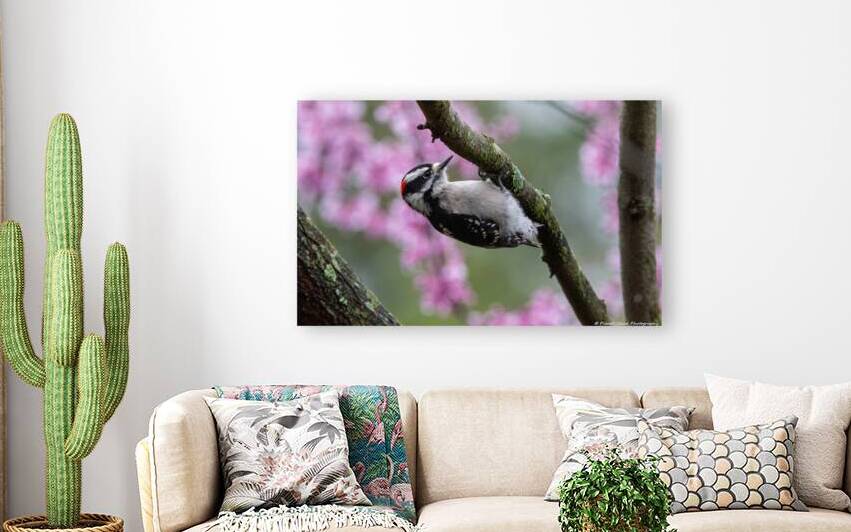 Downy Woodpecker Working Hard by Chad Meyer