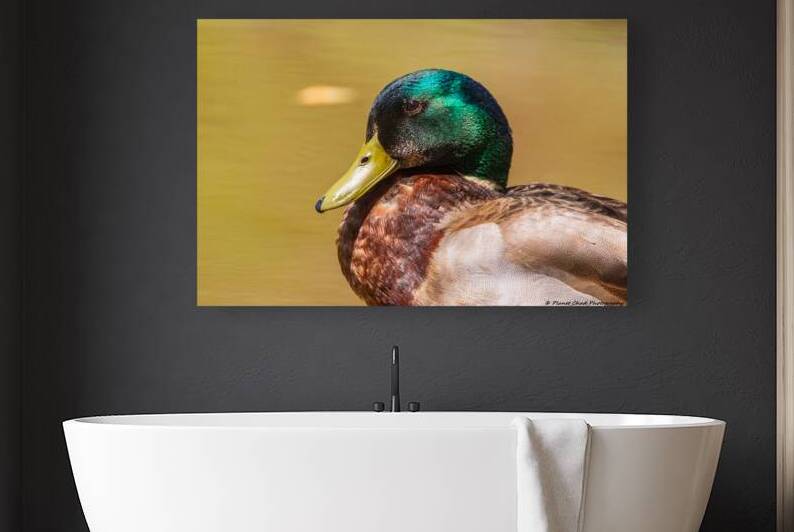 Mallard Portrait by Chad Meyer