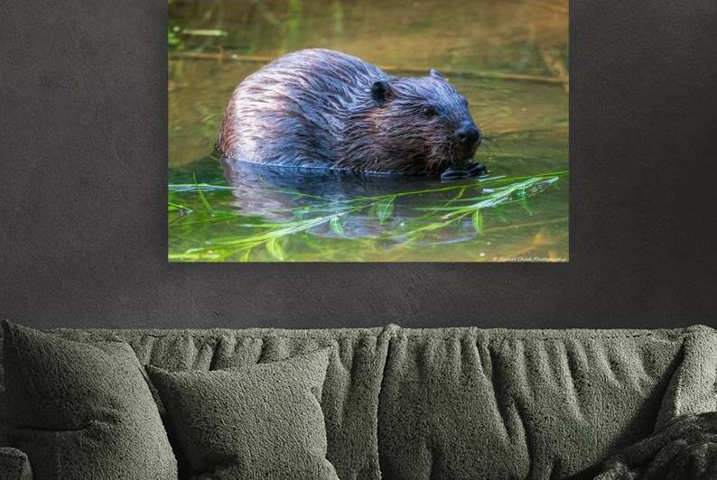Hungry Beaver by Chad Meyer