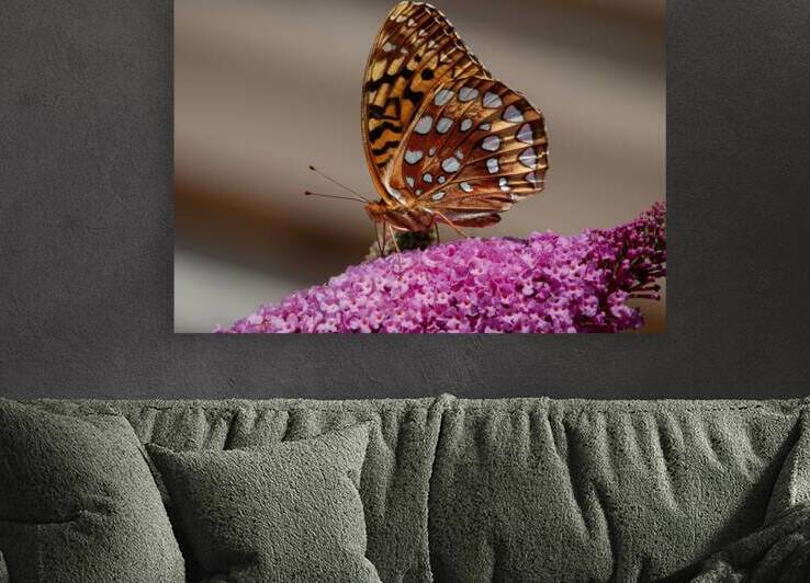 Great Spangled Fritillary - Pink Perch and Polka Dots by Chad Meyer