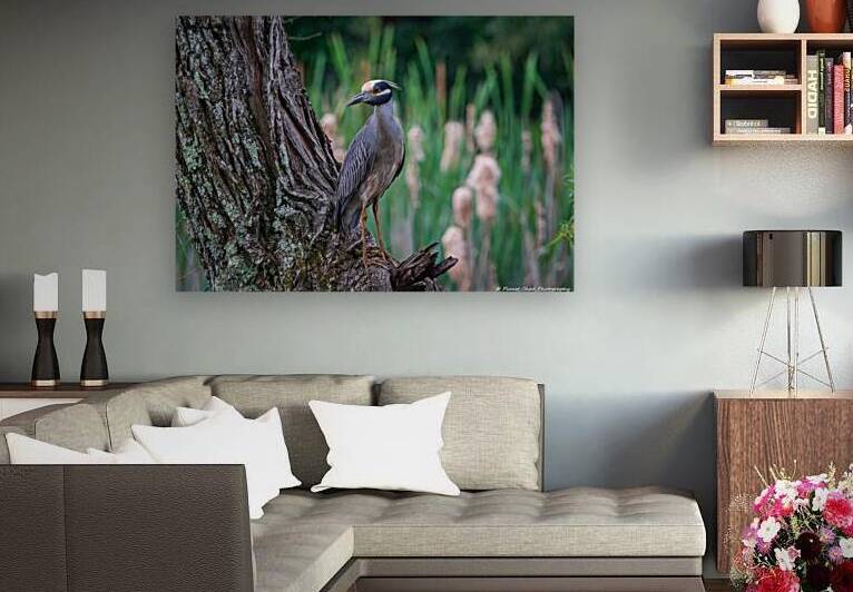 Yellow Crowned Night Heron by Chad Meyer