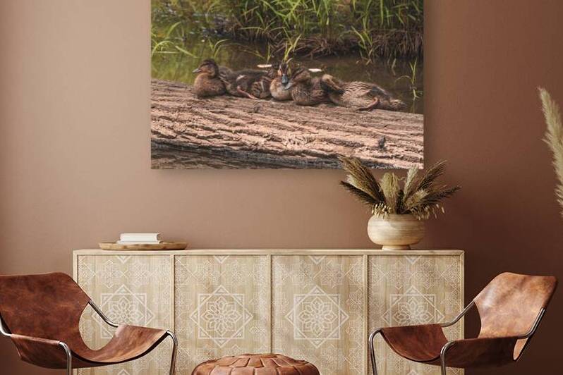 Juvenile Ducks in a Row by Chad Meyer