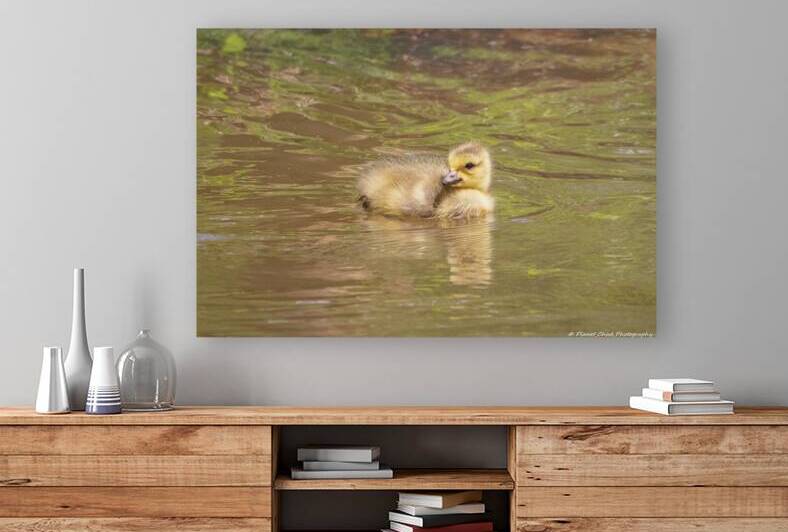 Canada Goose Gosling - First Swim by Chad Meyer
