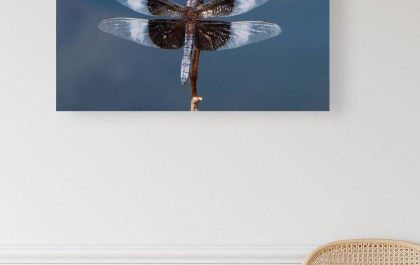 Widow Skimmer Dragonfly - Wings Like Stained Glass by Chad Meyer