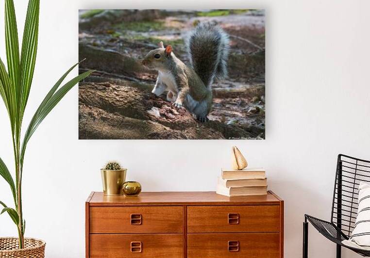 Curious Squirrel by Chad Meyer