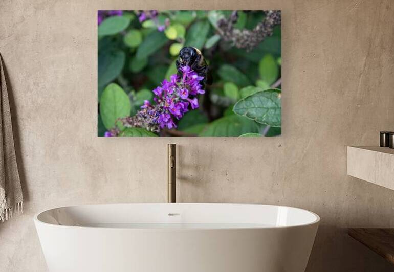 Carpenter Bee - Tunnel Vision on Purple Blooms by Chad Meyer