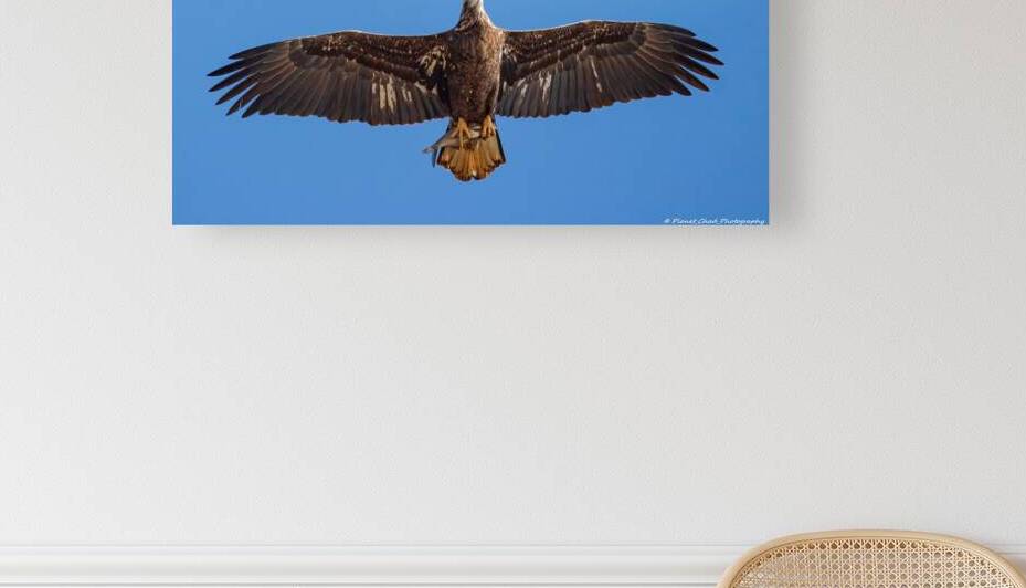 Juvenile Bald Eagle - Fresh Catch by Chad Meyer