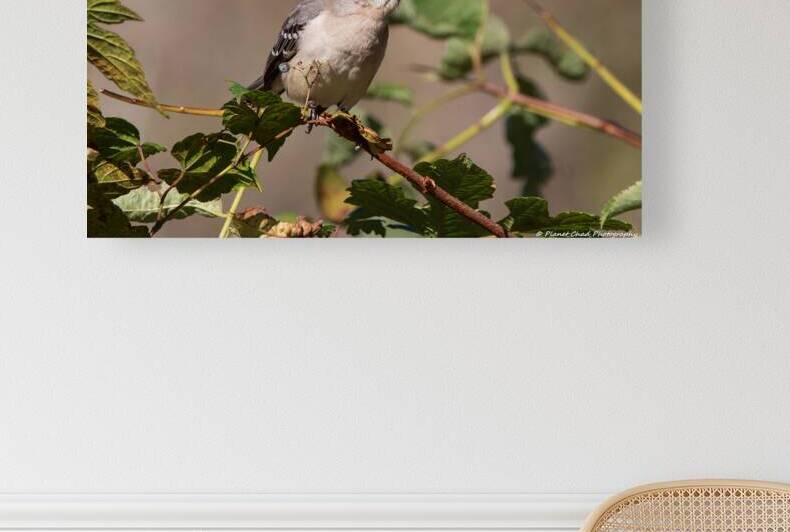 Northern Mockingbird - Berry in the Beak by Chad Meyer