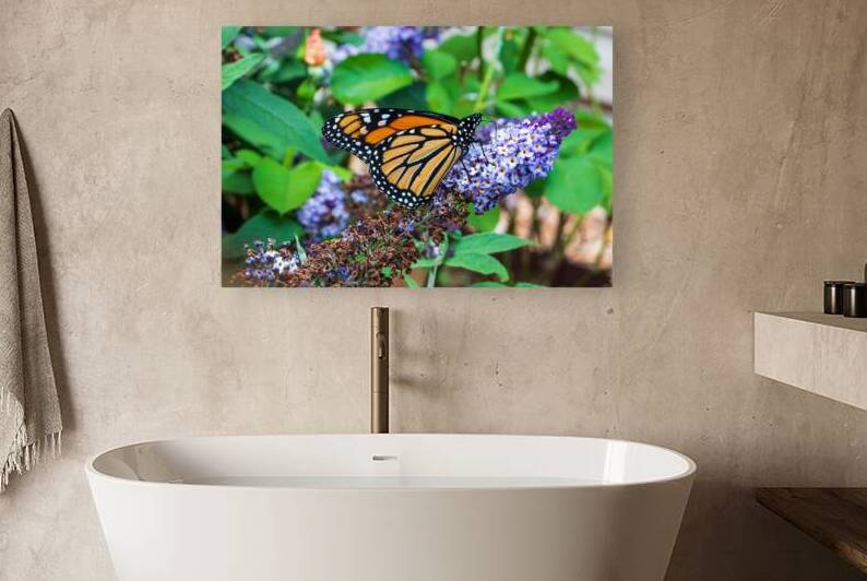 Monarch Butterfly - Garden Visitor by Chad Meyer