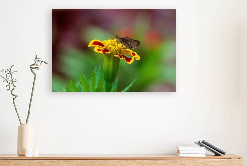  Ocola Skipper - Marigold Moment by Chad Meyer