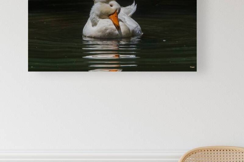 Crested Pekin Duck - Feathered Spotlight by Chad Meyer